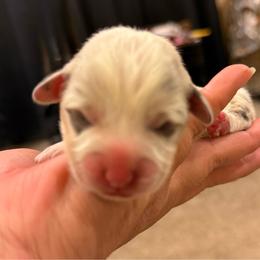 Female bluie - White and black female Pembroke Welsh Corgi puppy in Glendale, Arizona from CorgiholicsAz