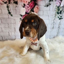 Beagle Puppies from Lovan's Spring Creek Kennel
