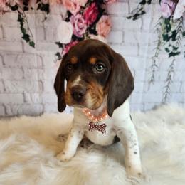 Beagle Puppies from Lovan's Spring Creek Kennel