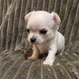 Cookie - Cream and white female Chihuahua puppy in Jacksonville, Florida from Precious Paws of Florida - Chihuahuas