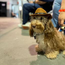 Wookie - Chocolate and cream male Dachshund puppy in Las Piedras from New Empire Kennels