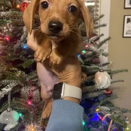 Grahams - Cream male Dachshund puppy in Raleigh, North Carolina from Capital City Dachshunds