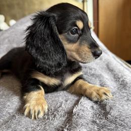 Licorice - Black and cream female Dachshund puppy in Fieldbrook, California from Honeydox Miniature Dachshunds