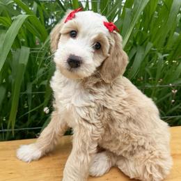 Catalina - Apricot female Double Doodle puppy in Harrisonville, Missouri from Blessed Day Doodles