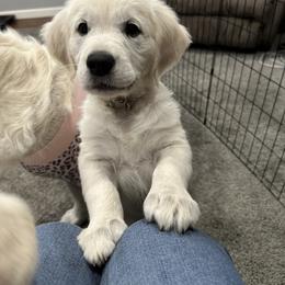 Golden Retriever Puppies from Steele Goldens