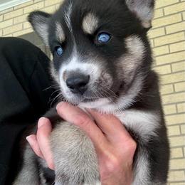 Mina - Agouti and white female Siberian Husky puppy in Walker, Louisiana from TRUHUSKY SIBERIANS
