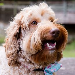 Australian Labradoodles from Golden Corner Labradoodles, LLC