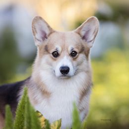 Pembroke Welsh Corgi All Grown Up from Foxwood Corgis