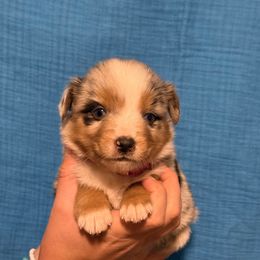 Stevie - Blue merle female Miniature Australian Shepherd puppy in North Lakeport, California from Wild Rose Ranch