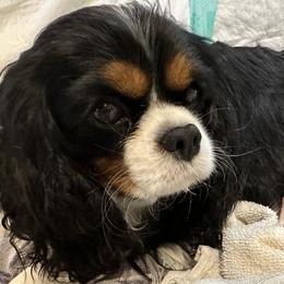 Remington - Cavalier King Charles Spaniel