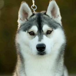 Siberian Husky puppies from Ivie Huskies