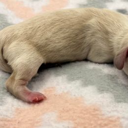 Dachshunds from Mini Weenies