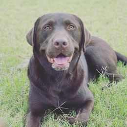Freddie - Labrador Retriever
