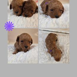 Captain Marvel - Red  female Goldendoodle puppy in Newdale, Idaho from Canyon Creek Puppies