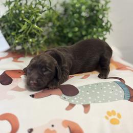 AKC Chocolate Tan Boy - Chocolate and tan male Dachshund puppy in Ladson, South Carolina from Funk's Four-Legged Friends