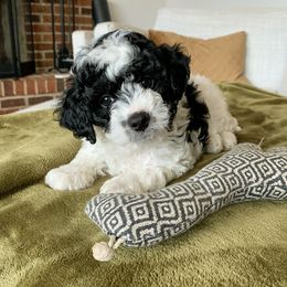 Cavapoo Puppies from Hess Cavapoos