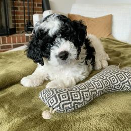 Cavapoo Puppies from Hess Cavapoos
