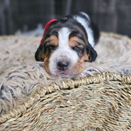Poppy - Black brown and white female Basset Hound puppy in Lone Jack, Missouri from Wee Little Bassets