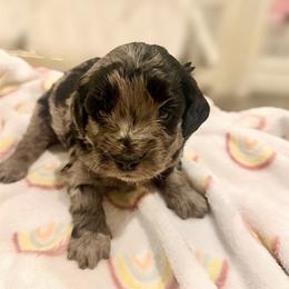 Benedict blue collar - Merle male Goldendoodle puppy in North Branch, Michigan from Graceful Miniature Goldendoodles