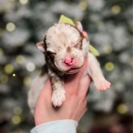 Macaroni - Merle female Pomsky puppy in Cleveland, Ohio from Lake Point Pomskies