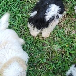 Shih Tzus from Christye Bolen