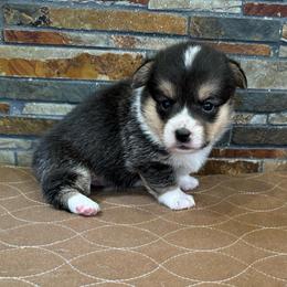 Girl 4 - Black and tan female Pembroke Welsh Corgi puppy in Visalia, California from VIP Stables