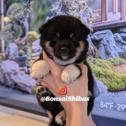 ASA - Black and tan female Shiba Inu puppy in Minnesota from BonsaiShibas