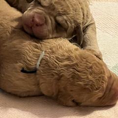 Chesapeake Bay Retriever puppies from Willowcreek Chesapeakes