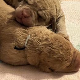 Chesapeake Bay Retriever puppies from Willowcreek Chesapeakes