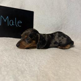 Boy 2 - Dapple male Dachshund puppy in Stilwell, Oklahoma from Johnson Dachshund’s