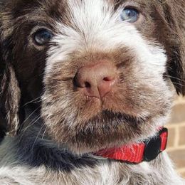 Wirehaired Pointing Griffons from Southern Cypress Kennel, LLC