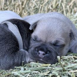 Pink collar girl - Blue fawn female French Bulldog puppy in Brooksville, Florida from Post Farm Rottweilers & French Bulldogs