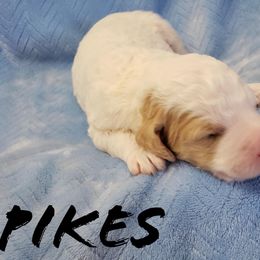 Bernedoodle and Poodle Puppies from Doodles-by-Delilah