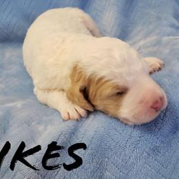 Bernedoodle and Poodle Puppies from Doodles-by-Delilah
