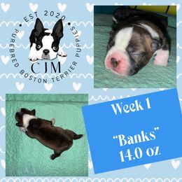 Banks - Red male Boston Terrier puppy in Jupiter, Florida from CJM Boston and Boxer Puppies