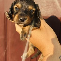 Girl 1 - Sable female Dachshund puppy in Oklahoma from DRB Australian Shepherds
