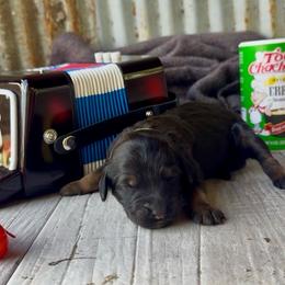 Bayou - white collar - Sable female Bernedoodle puppy in Carencro, Louisiana from Southern Bayou Poodles and Doodles