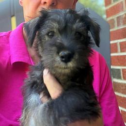 Gray Collar Boy - Salt and pepper male Miniature Schnauzer puppy in Kansas City, Kansas from Daniel Morlan