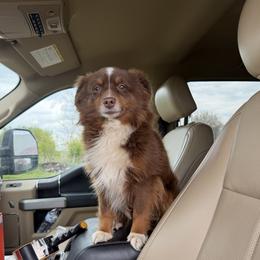 Gibbs - Miniature American Shepherd