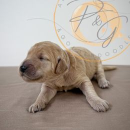 Aspen (lavender collar) - Cream female Goldendoodle puppy in Murrieta, California from Apricot Poodles & Goldendoodles, LLC