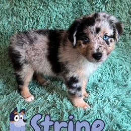 Stripe - Blue merle male Miniature American Shepherd puppy in Millington, Tennessee from Goading Glee Glade