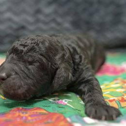 Assorted Doodle Crosses and Goldendoodle Puppies from Meekie Doodle Farm