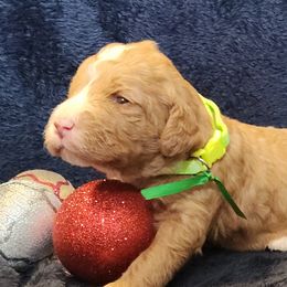 Jesse - Caramel red male Labradoodle puppy in Fostoria, Michigan from North Country Kennel Club