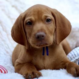 Valor - Golden rust male Vizsla puppy in Bloomington, Indiana from Envizion