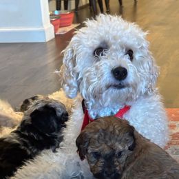 Peanut - Bernedoodle