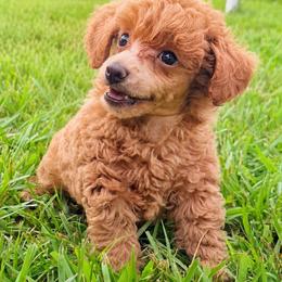 Ziggy - Apricot male Poodle puppy in Seymour, Missouri from Wine Ridge Aussies