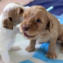 Australian Labradoodle Puppies from Running Brook Doodles