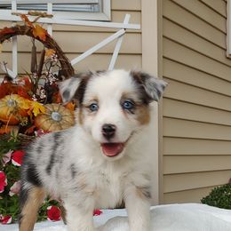 Lale - Blue merle female Miniature American Shepherd puppy in Atwood, Illinois from Buck-Run Puppies