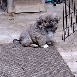 AKC Benny - Fawn sable Pekingese puppy in Andrews, South Carolina from Purple Diamonds Kennel
