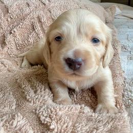 Belle - Cream female Dachshund puppy in Coeymans Hollow, New York from Dachshunds of the Hollow